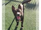 American Pit Bull Terrier-Huskies Mix DOG FOR ADOPTION RGADN-1176818 - Gordo-