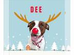 American Pit Bull Terrier DOG FOR ADOPTION RGADN-1176829 - Dee - Pit Bull