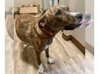American Pit Bull Terrier Mix DOG FOR ADOPTION RGADN-1176831 - Chloe - Pit Bull