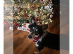 Australian Shepherd-Collie Mix DOG FOR ADOPTION RGADN-1176832 - Miley - Collie /