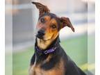 German Shepherd Dog Mix DOG FOR ADOPTION RGADN-1176842 - *DOBBIE - German