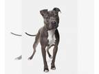 American Pit Bull Terrier DOG FOR ADOPTION RGADN-1176861 - LEILA - Pit Bull