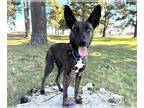 German Shepherd Dog Mix DOG FOR ADOPTION RGADN-1176891 - RUBY - German Shepherd