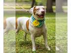 Redbone Coonhound Mix DOG FOR ADOPTION RGADN-1176905 - NELLY - Redbone Coonhound