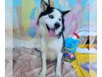 Border Collie-Siberian Husky Mix DOG FOR ADOPTION RGADN-1176908 - *SPYRO -
