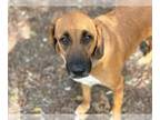 Labrador Retriever-Redbone Coonhound Mix DOG FOR ADOPTION RGADN-1176915 - DODGE