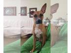 Boxer Mix DOG FOR ADOPTION RGADN-1176921 - Kalia - Shepherd / Boxer / Mixed Dog