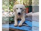 Great Pyrenees Mix DOG FOR ADOPTION RGADN-1176943 - Puppy Denny C