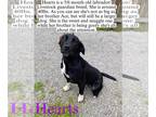 Labrenees DOG FOR ADOPTION RGADN-1176966 - Heartley *FOSTER HOME NEEDED* -