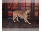 Akita Mix DOG FOR ADOPTION RGADN-1176970 - XL Duck - Akita / Mixed (medium coat)