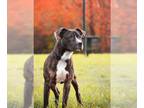 American Pit Bull Terrier DOG FOR ADOPTION RGADN-1176973 - TYEE - American Pit