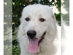 Great Pyrenees DOG FOR ADOPTION RGADN-1176984 - Willy - Great Pyrenees (long