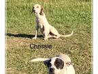 Labrador Retriever Mix DOG FOR ADOPTION RGADN-1177000 - chrissie - Hound /