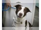 Border-Aussie DOG FOR ADOPTION RGADN-1177008 - Tito - Australian Shepherd /