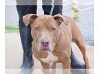 American Pit Bull Terrier Mix DOG FOR ADOPTION RGADN-1177022 - Storm - Pit Bull
