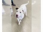 Staffordshire Bull Terrier Mix DOG FOR ADOPTION RGADN-1177026 - Evander -