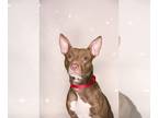 American Pit Bull Terrier DOG FOR ADOPTION RGADN-1177037 - Minnie - Pit Bull