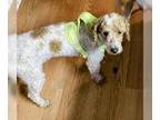 Golden Retriever Mix DOG FOR ADOPTION RGADN-1177038 - Freckles - Poodle (unknown