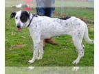 Pointer Mix DOG FOR ADOPTION RGADN-1177040 - Jessica - Pointer / Mixed (short