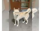 Siberian Husky Mix DOG FOR ADOPTION RGADN-1177047 - DUSTY - Siberian Husky /