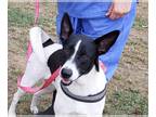 Canaan Dog-Pointer Mix DOG FOR ADOPTION RGADN-1177050 - Sandy - Canaan Dog /