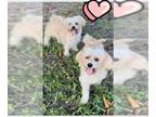 Shih Tzu DOG FOR ADOPTION RGADN-1177053 - Lexi & Missy - Shih Tzu Dog For