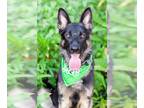 German Shepherd Dog DOG FOR ADOPTION RGADN-1177054 - OSO - courtesy post -