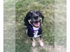 Black and Tan Coonhound Mix DOG FOR ADOPTION RGADN-1177057 - Sadie - Black and