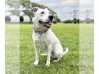 American Pit Bull Terrier Mix DOG FOR ADOPTION RGADN-1177071 - Brie - American