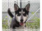 Siberian Husky DOG FOR ADOPTION RGADN-1177085 - Remie - Siberian Husky Dog For
