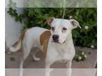 American Pit Bull Terrier Mix DOG FOR ADOPTION RGADN-1177086 - Rayne -