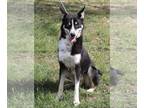 Huskies Mix DOG FOR ADOPTION RGADN-1177096 - Ryker - Husky / Shepherd / Mixed