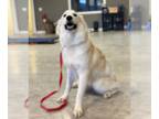 Great Pyrenees DOG FOR ADOPTION RGADN-1177104 - Cannoli - Great Pyrenees (long