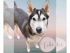Siberian Husky DOG FOR ADOPTION RGADN-1177108 - Toki - Siberian Husky (medium