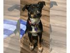 Labrador Retriever Mix DOG FOR ADOPTION RGADN-1177109 - Brandy- CL - Australian