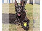 German Shepherd Dog DOG FOR ADOPTION RGADN-1177132 - Sparky - German Shepherd