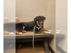 Huskies -Rottweiler Mix DOG FOR ADOPTION RGADN-1177133 - Waylon - Rottweiler /
