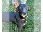 Labrador Retriever Mix DOG FOR ADOPTION RGADN-1177151 - Blaze - Labrador