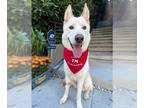 German Shepherd Dog-Huskies Mix DOG FOR ADOPTION RGADN-1177176 - ELLA - German