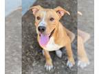 Carolina Dog Mix DOG FOR ADOPTION RGADN-1177180 - MILES - Carolina Dog / Mixed