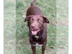 Labrador Retriever Mix DOG FOR ADOPTION RGADN-1177197 - Lainey - Labrador