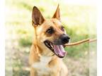 Carolina Dog Mix DOG FOR ADOPTION RGADN-1177203 - *LUCIA - Carolina Dog / Mixed