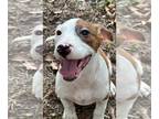 Beagle Mix DOG FOR ADOPTION RGADN-1177209 - Petey - Beagle / Mixed (short coat)