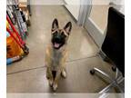 German Shepherd Dog DOG FOR ADOPTION RGADN-1177214 - DUKE - German Shepherd Dog