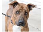 Plott Hound Mix DOG FOR ADOPTION RGADN-1177219 - Draco - Plott Hound / Mixed