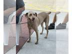 Labralas DOG FOR ADOPTION RGADN-1177224 - Bitsie - Labrador Retriever / Vizsla /