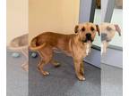 Labrador Retriever Mix DOG FOR ADOPTION RGADN-1177228 - Duke - Labrador