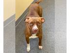 American Pit Bull Terrier DOG FOR ADOPTION RGADN-1177231 - Autumn - Pit Bull