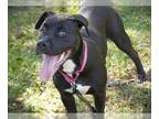 Labrador Retriever Mix DOG FOR ADOPTION RGADN-1177232 - PARIS - Labrador