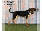 Black and Tan Coonhound Mix DOG FOR ADOPTION RGADN-1177238 - SCOOT - Black and